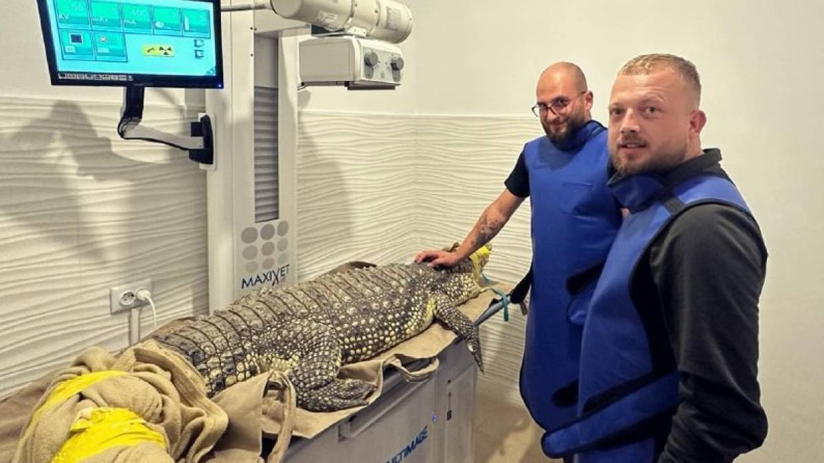 Евакуйованого із Запоріжжя крокодила Джастіна рятують у Львові