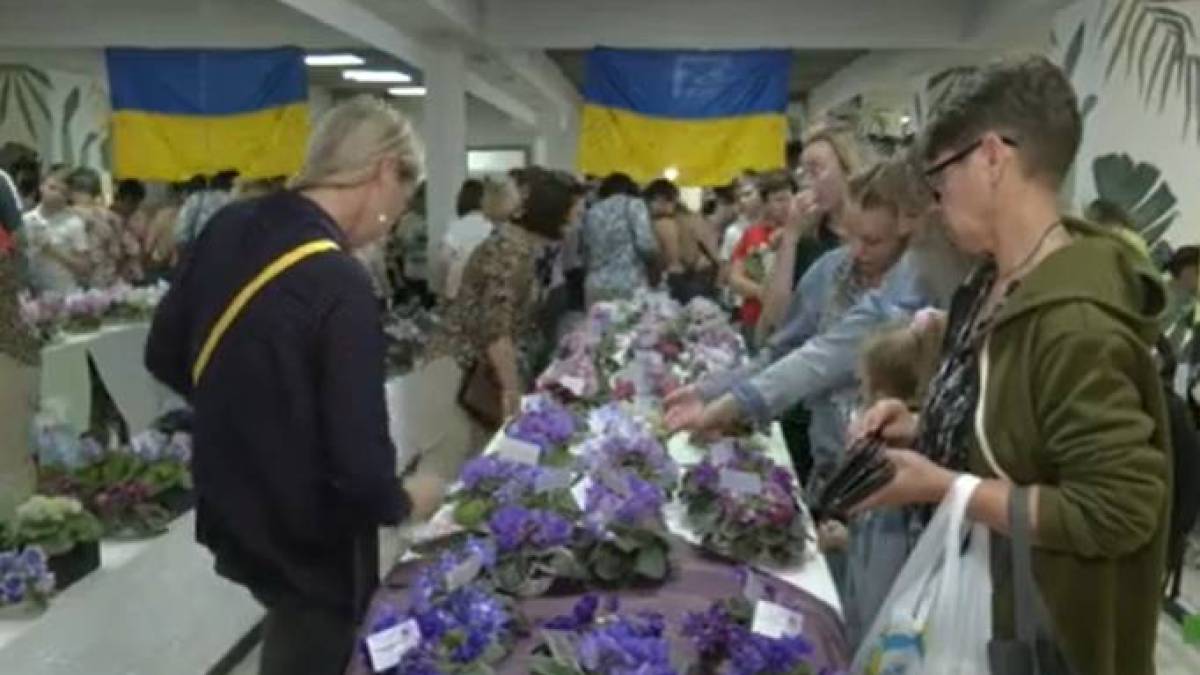 Запорізька волонтерка представила на виставці 100 сортів фіалок