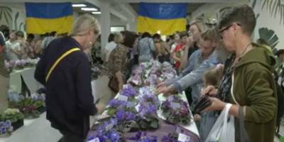 Запорізька волонтерка представила на виставці 100 сортів фіалок