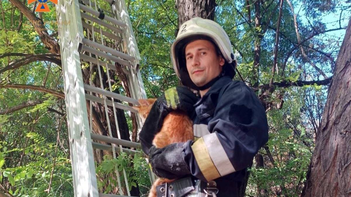 У Запоріжжі врятували кота, який застряг на дереві