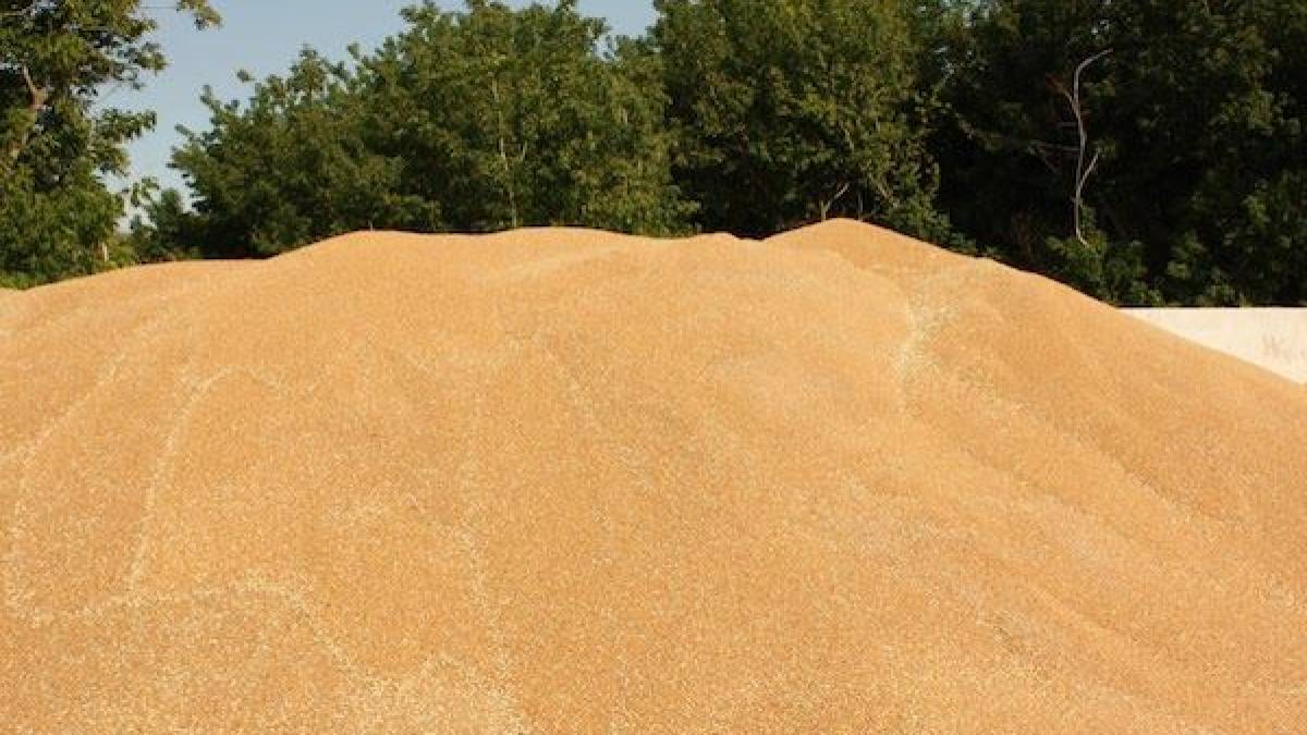 Жнива-2023: намолочено 37,4 млн тонн зернових та олійних культур