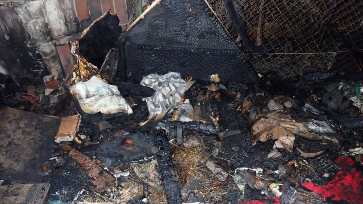 У Києві під час пожежі в притулку загинуло семеро котів: поліція шукає очевидців