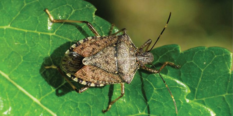 В Запорожье впервые обнаружили опасное насекомое з запахом скунса: подробности