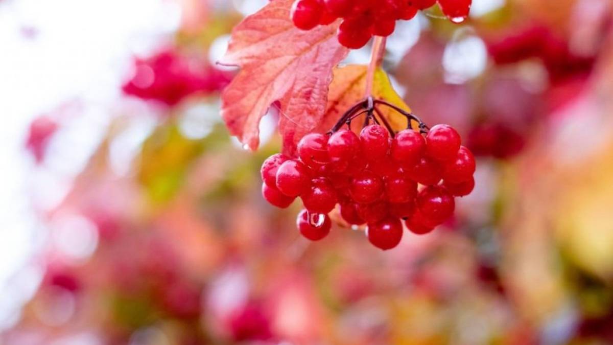 Символи мають бути українські