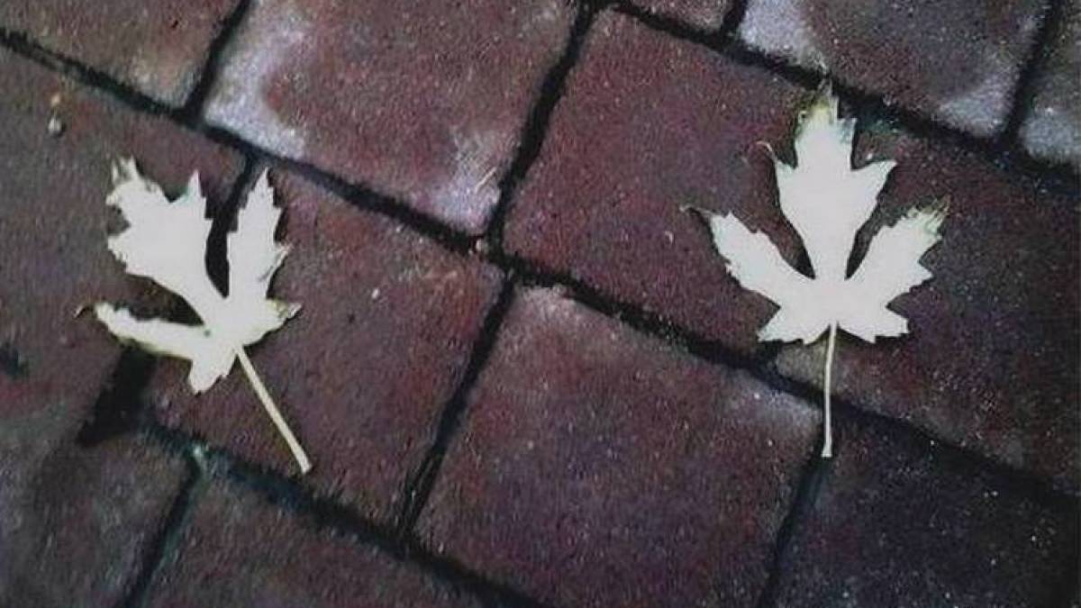 По Запоріжжю бродить осінь, яка пахне жовтневим небом