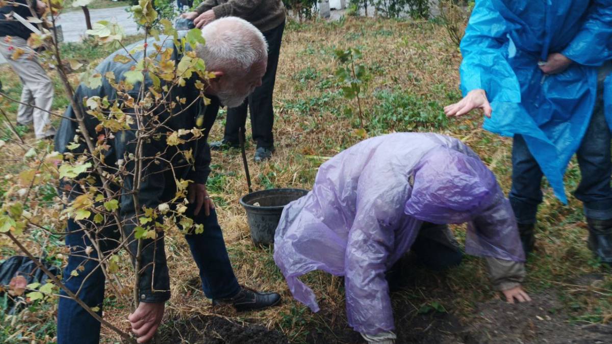 Садок калиновий біля музею – до Дня художника