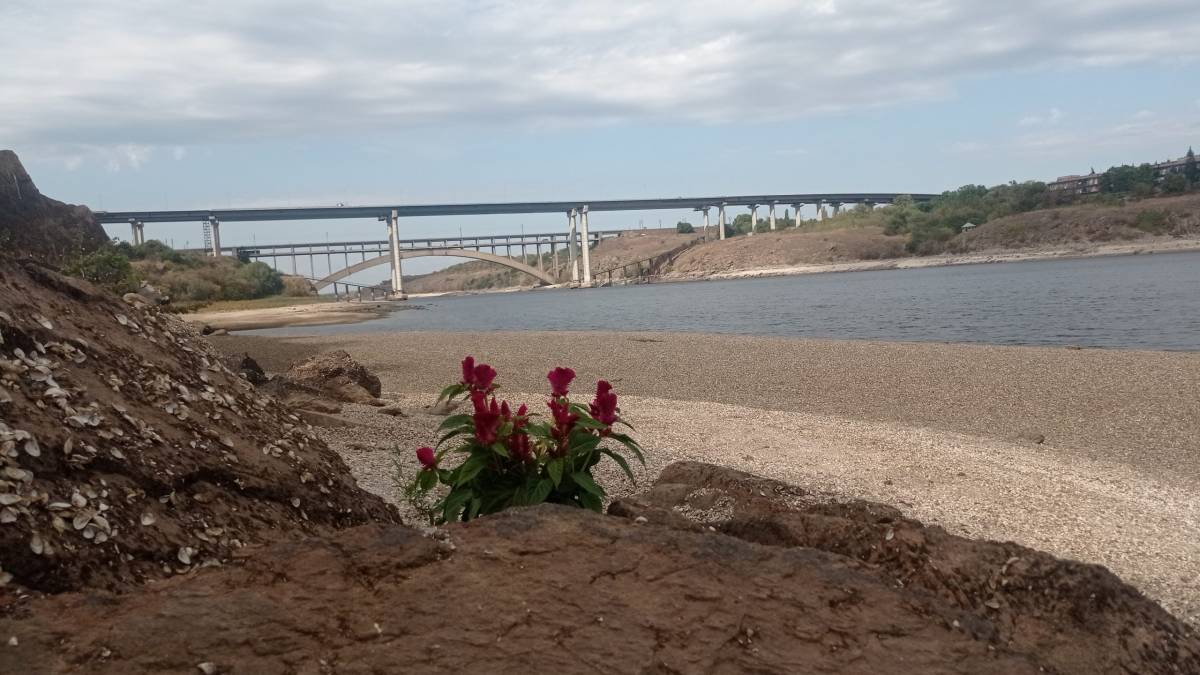 На узбережжі Дніпра квітнуть півники