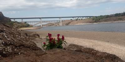 На узбережжі Дніпра квітнуть півники