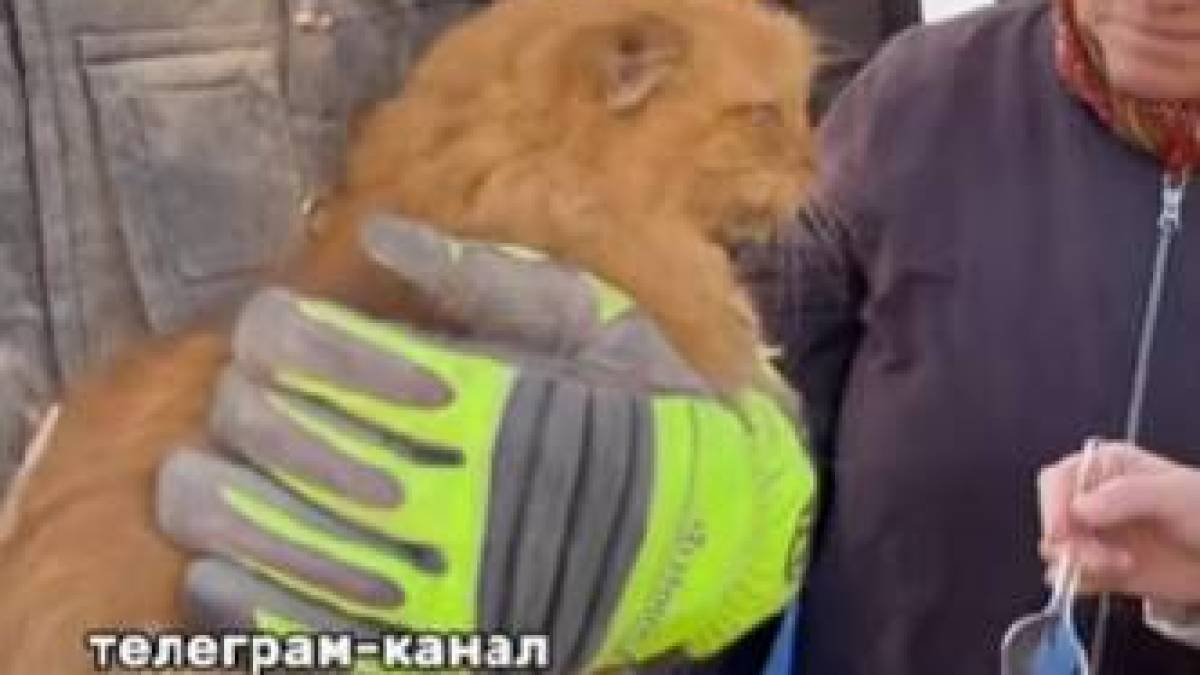 У Запоріжжі з-під завалів зруйнованої багатоповерхівки врятували рудого котика – відео
