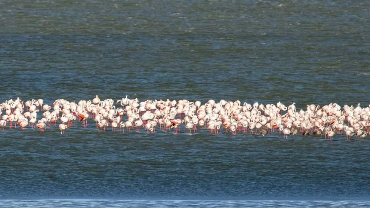 До Одещини завітала рекордна кількість рожевих фламінго – фото
