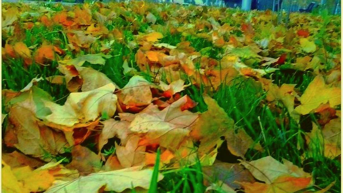 Хто у Запоріжжі запалює вогні Осені?