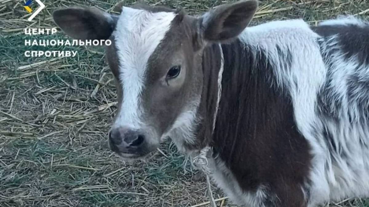На Запоріжжі окупанти грабують фермерські господарства: крадуть худобу