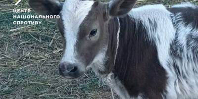 На Запоріжжі окупанти грабують фермерські господарства: крадуть худобу