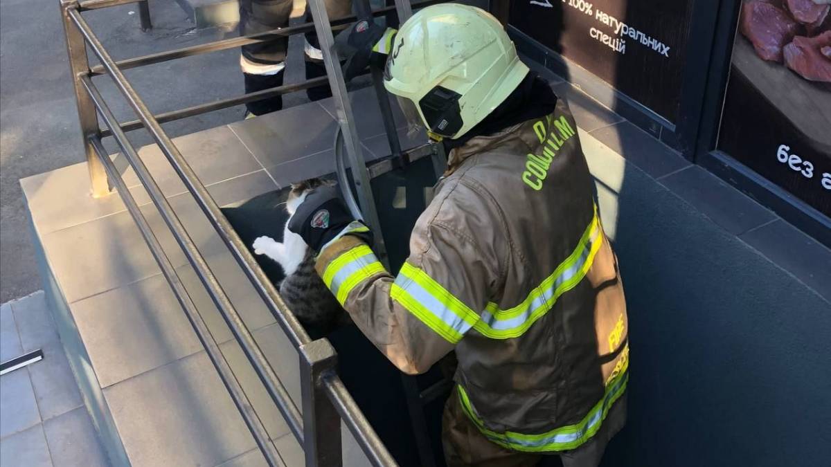 У Запоріжжі врятували котика, який впав у цокольне приміщення магазину