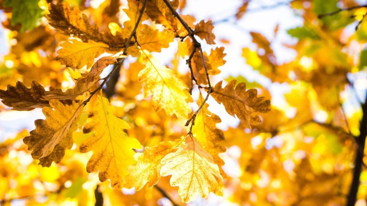Якою буде погода на вихідні у Запоріжжі: прогноз синоптиків