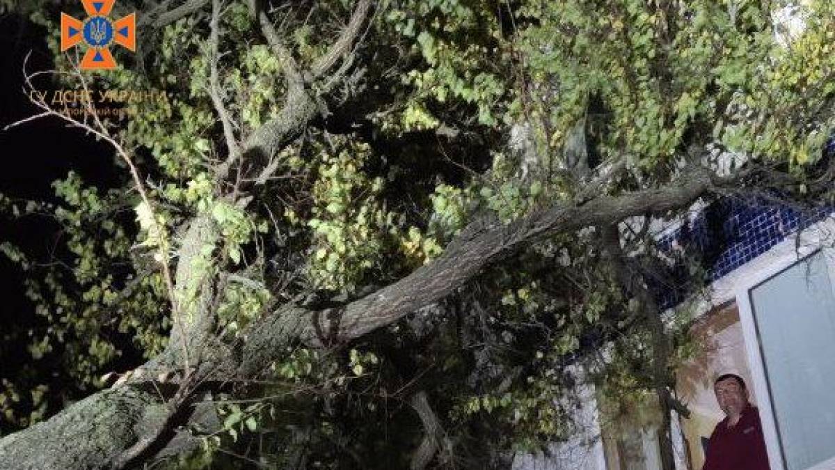 У Запоріжжі дерево впало на житловий будинок – фото