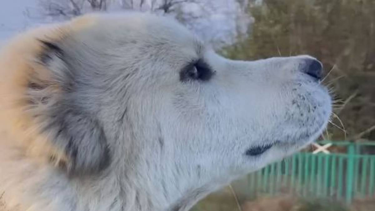 Волонтери евакуювали з Запорізької області до Харкова чотирилапого помічника ЗСУ – фото, відео