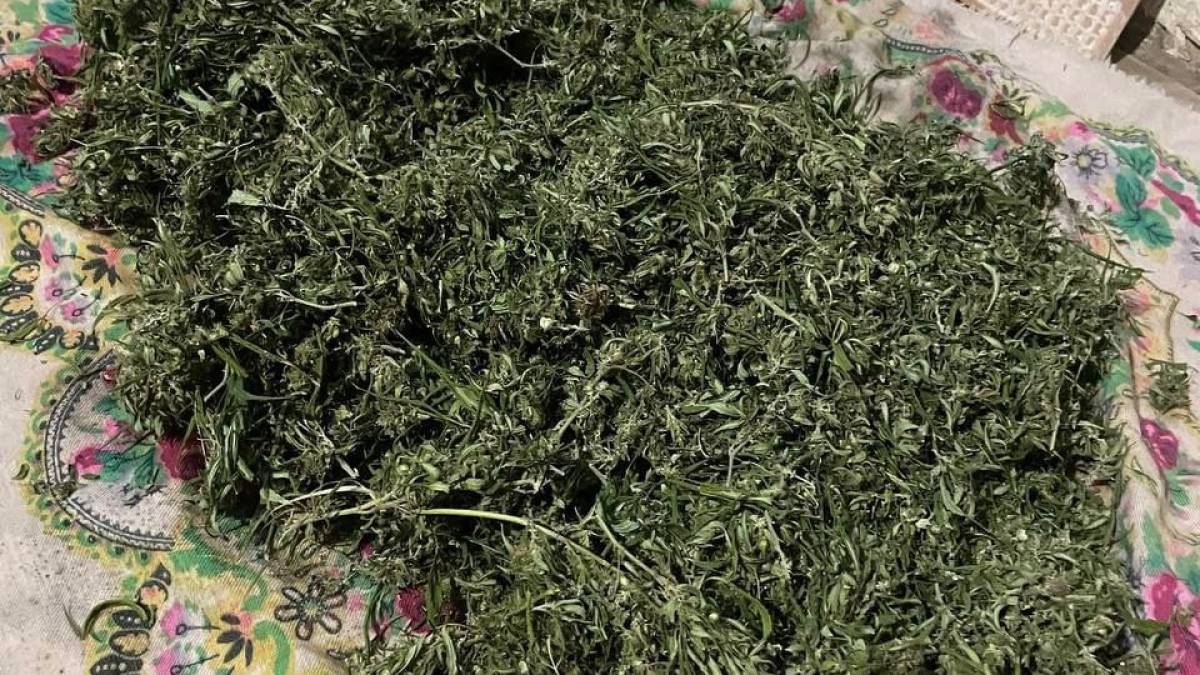 У мешканця Запоріжжя дома знайшли 600 грамів канабісу