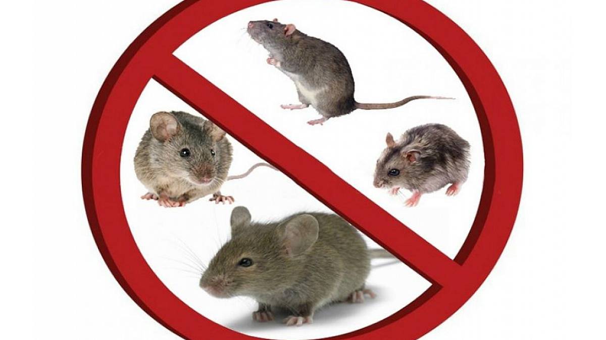 У Запоріжжі почалася активна боротьба з гризунами – фото