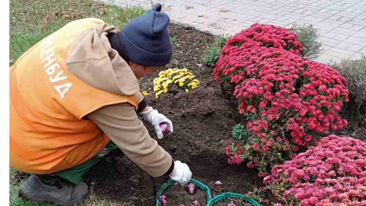 У Запоріжжі висаджують тюльпани