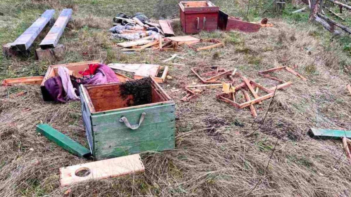 У Карпатах голодні ведмеді розгромили вулики, з’їли мед та пошкодили дерева