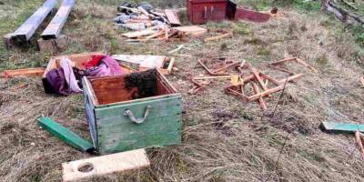 У Карпатах голодні ведмеді розгромили вулики, з’їли мед та пошкодили дерева