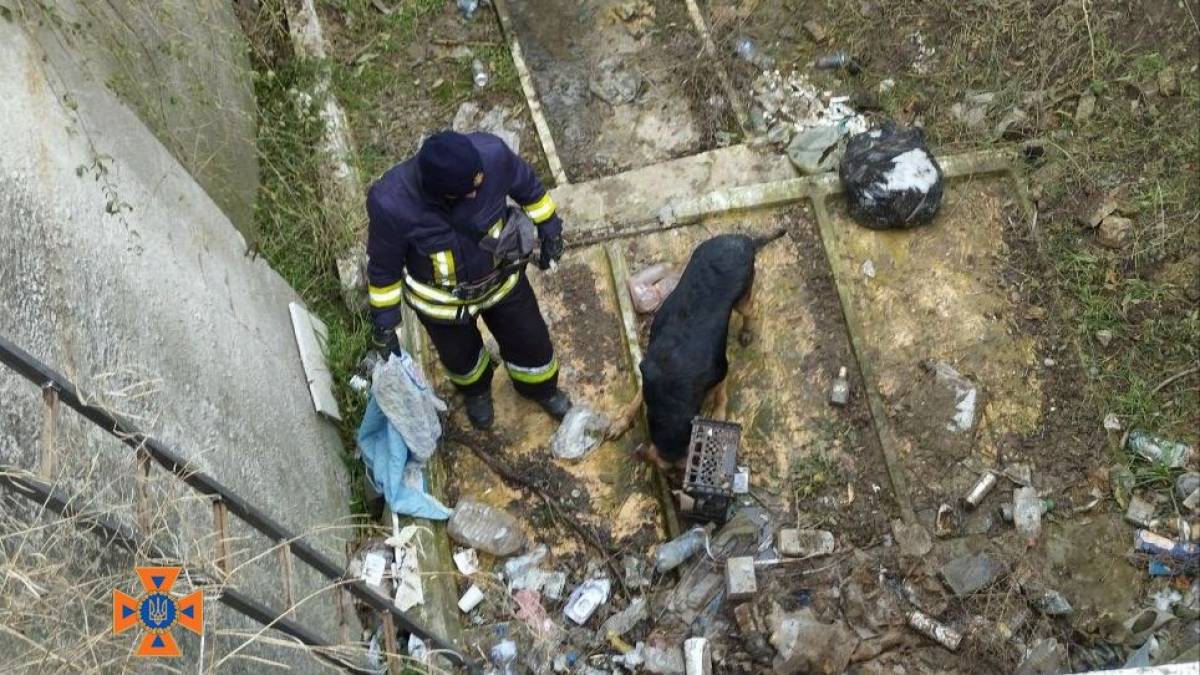 У Запоріжжі домашній улюбленець впав у глибоку яму