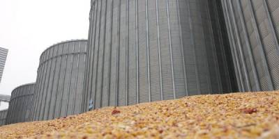 Україна вже зібрала майже 76 мільйонів тонн зернових та олійних культур – на 24 листопада
