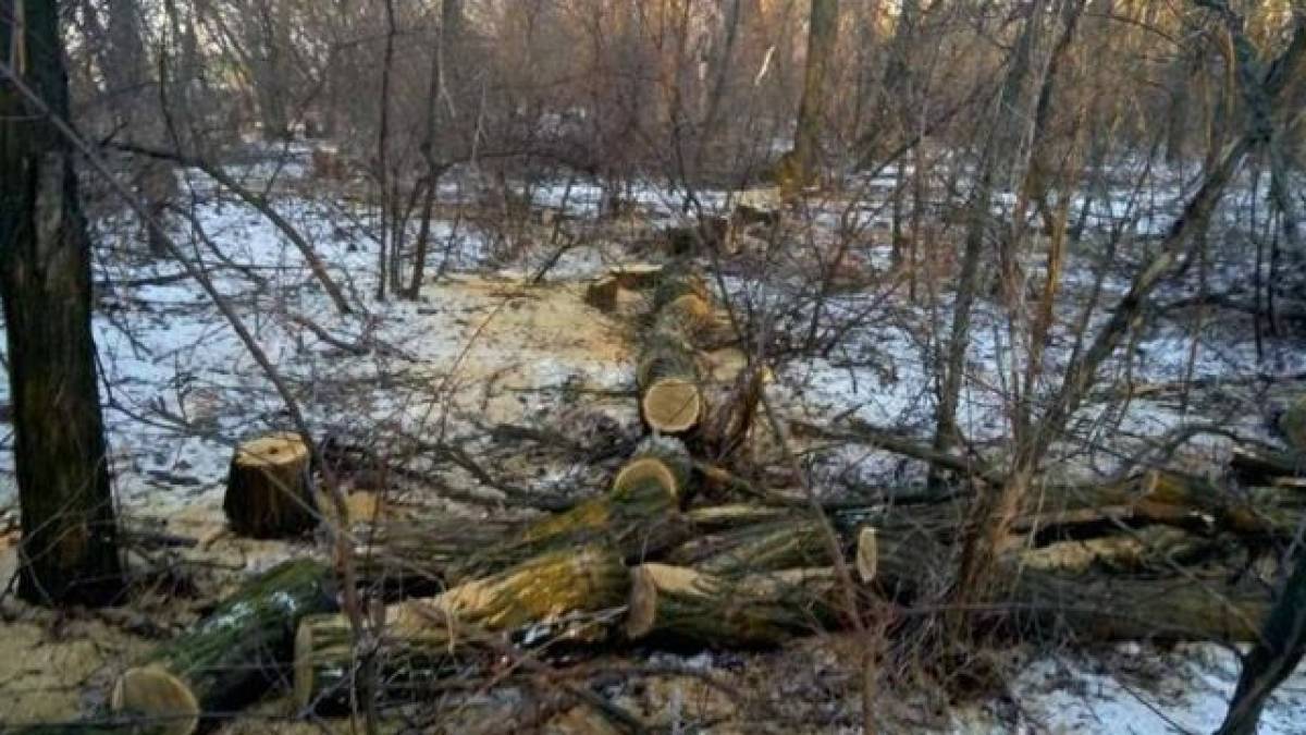 На Запоріжжі затримали чергових браконьєрів-лісорубів