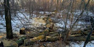 На Запоріжжі затримали чергових браконьєрів-лісорубів
