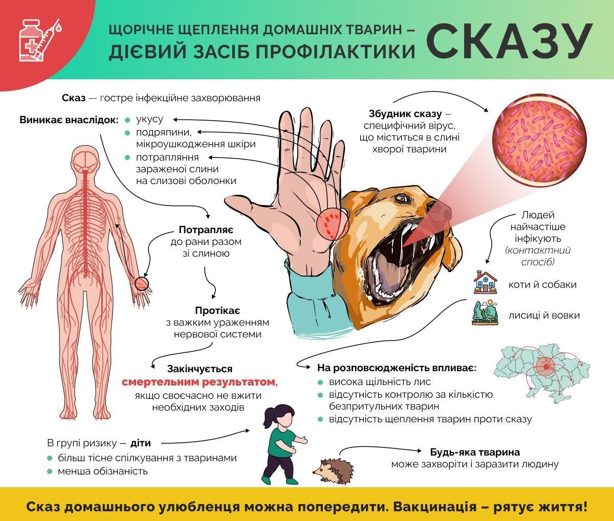 В Запорожье бешеный кот покусал свою хозяйку - Газета МИГ