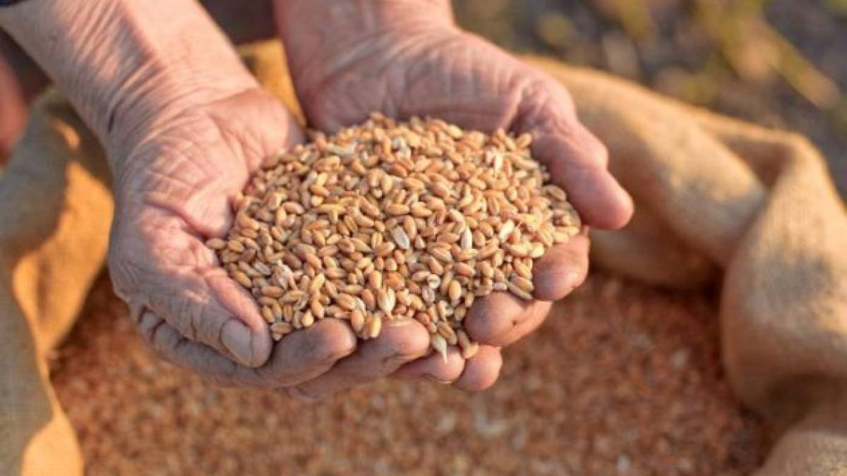 В Україні зібрали майже 77 млн тонн зернових та олійних культур — пʼять регіонів жнива завершили