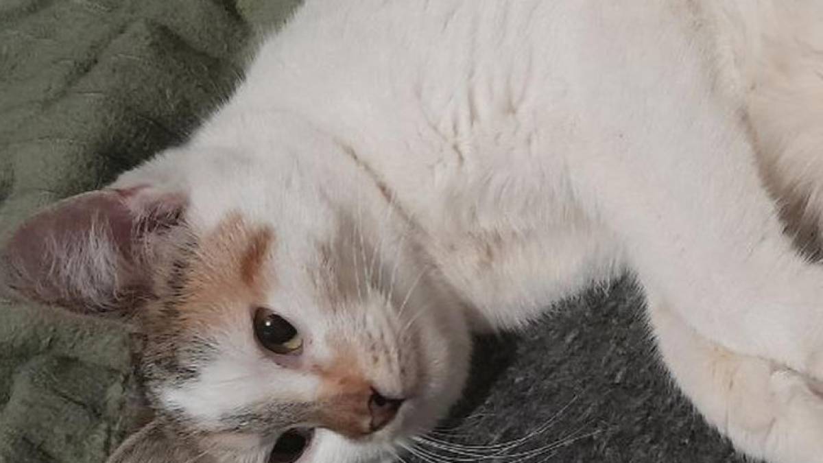 У Запорізькій області покарали малолітніх садистів, які знущалися з кішки – фото, відео