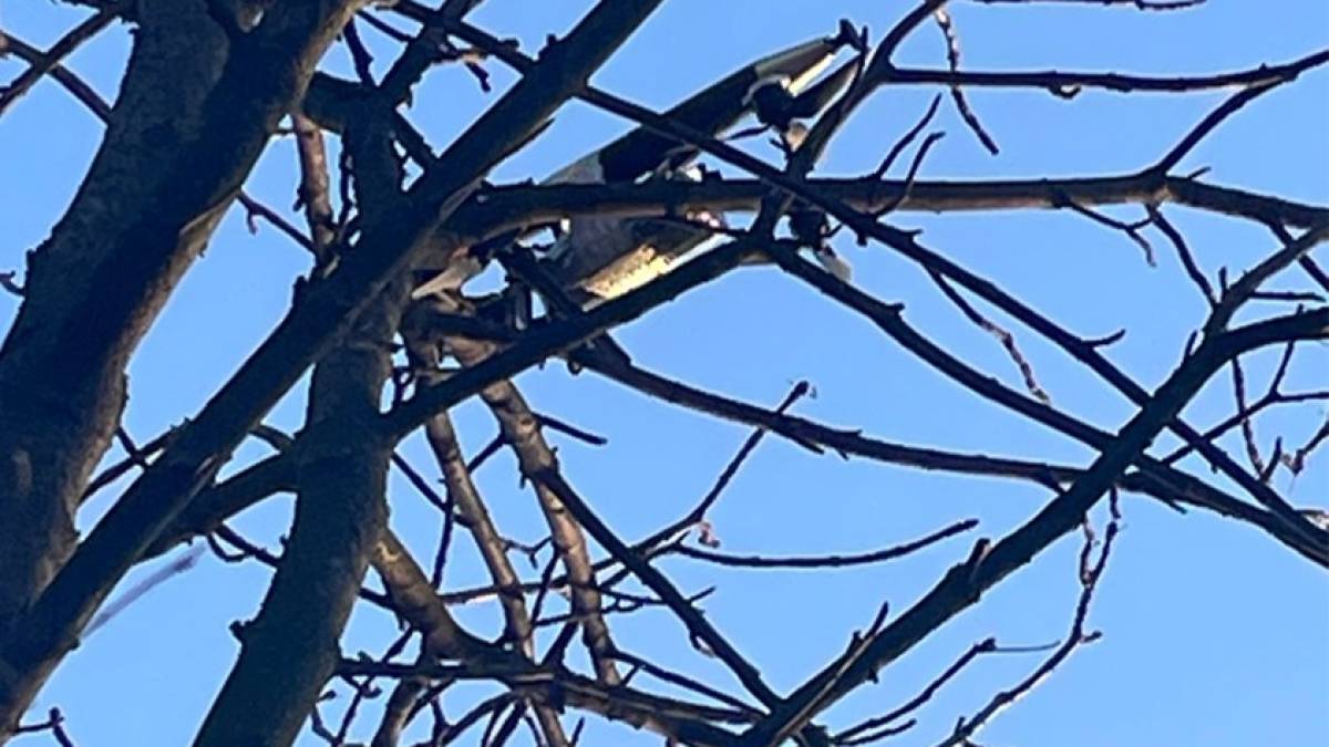 На Запорізькому напрямку прикордонники знищили п’ять ворожих БПЛА