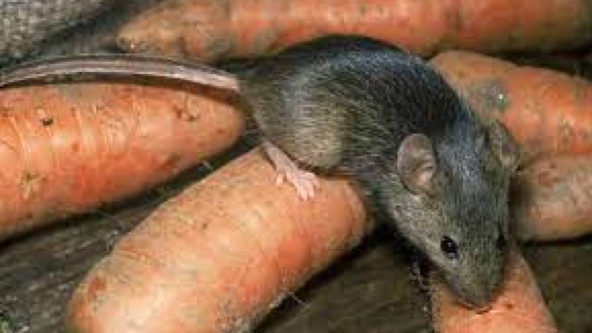 У Запоріжжі зафіксували три випадки захворювання рідкісною кишковою інфекцією