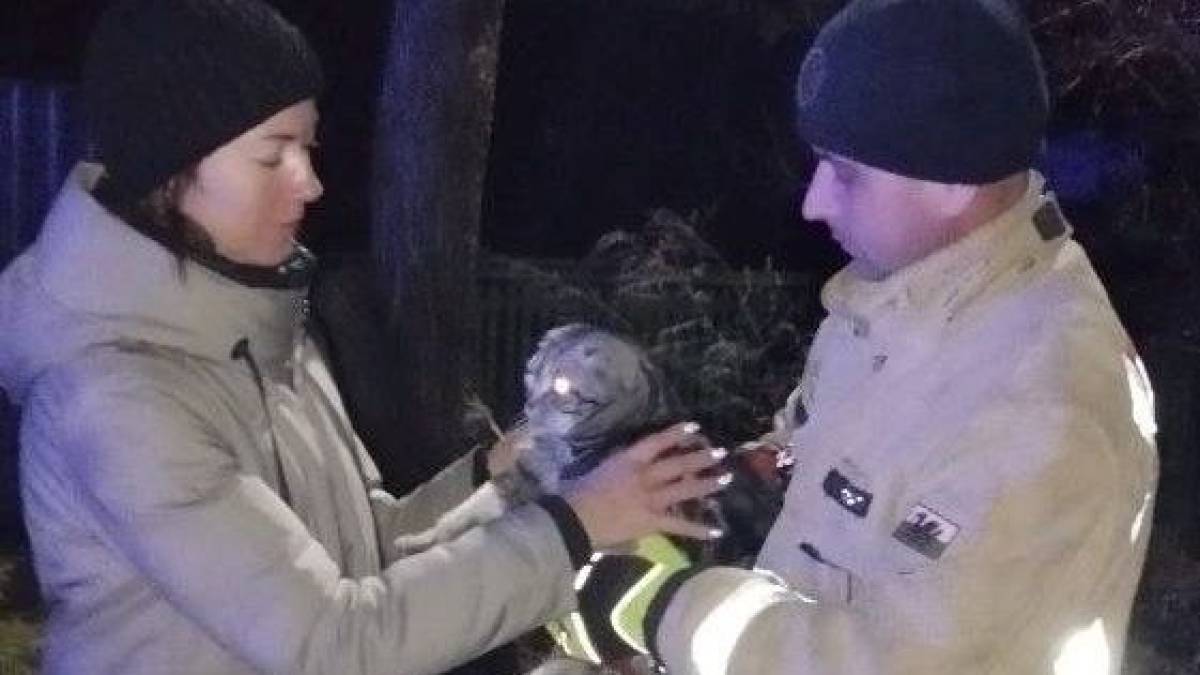 Співробітники ДСНС врятували кота
