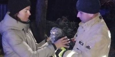 Співробітники ДСНС врятували кота