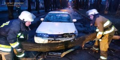 У Запоріжжі із-за падіння дерева сталася автоаварія