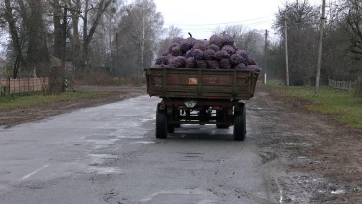 Картоплю на Чернігівщині скуповують за найвищою за останні 10 років ціною