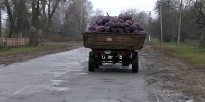 Картоплю на Чернігівщині скуповують за найвищою за останні 10 років ціною