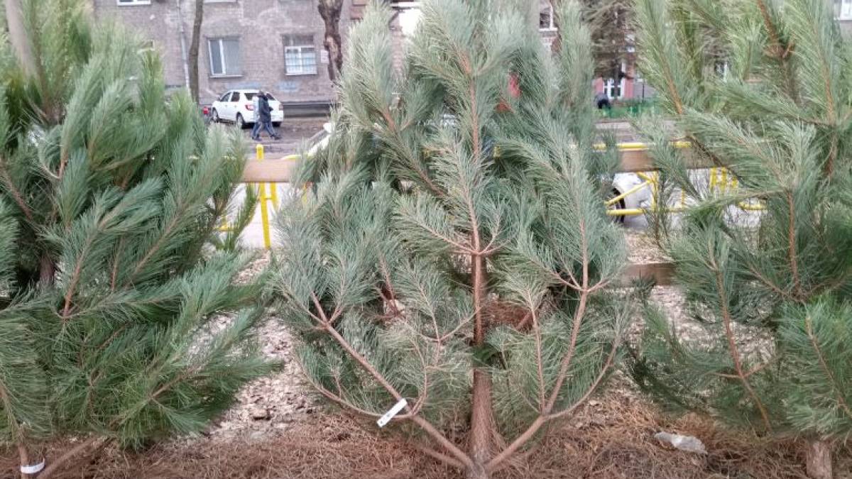 Запорізькі ялинкові базари: лісові красуні по кишені не кожному