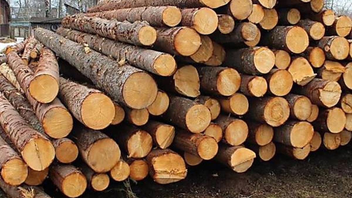 Запоріжцям розповіли, як отримати електронний сертифікат про походження лісоматеріалів