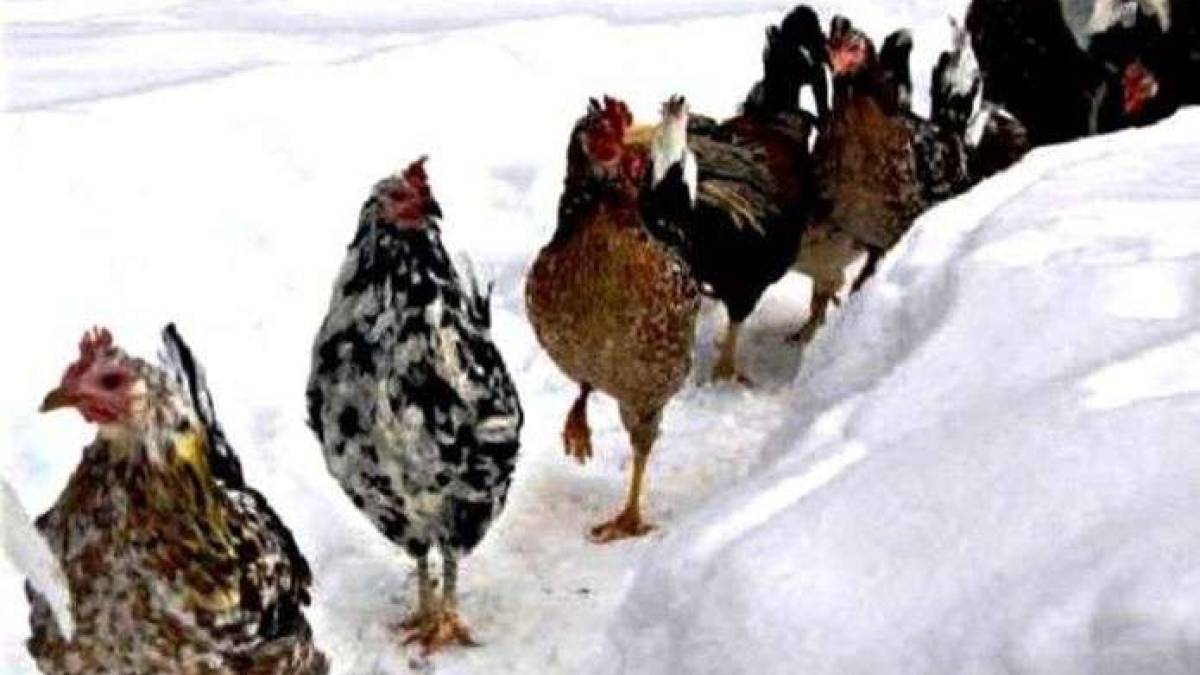 Народне свято 2 січня: вдалий день для лікування та захисту від нечисті