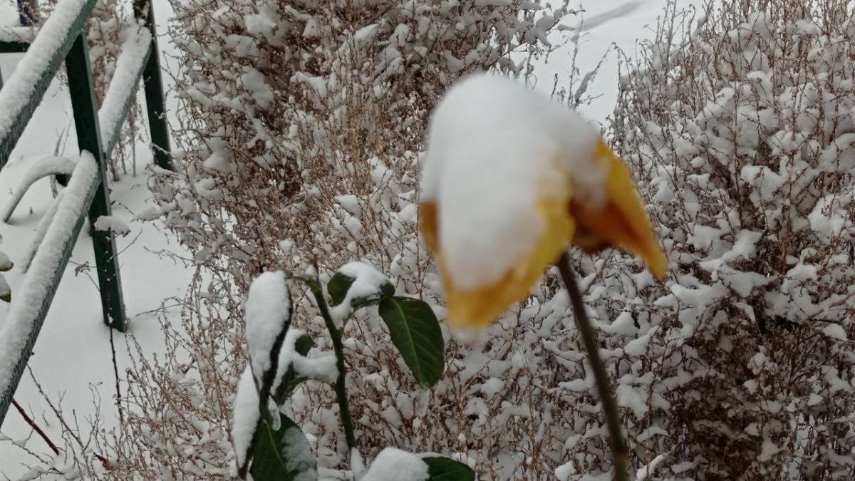 Сніг у Запоріжжі: нарешті чути дитячий сміх