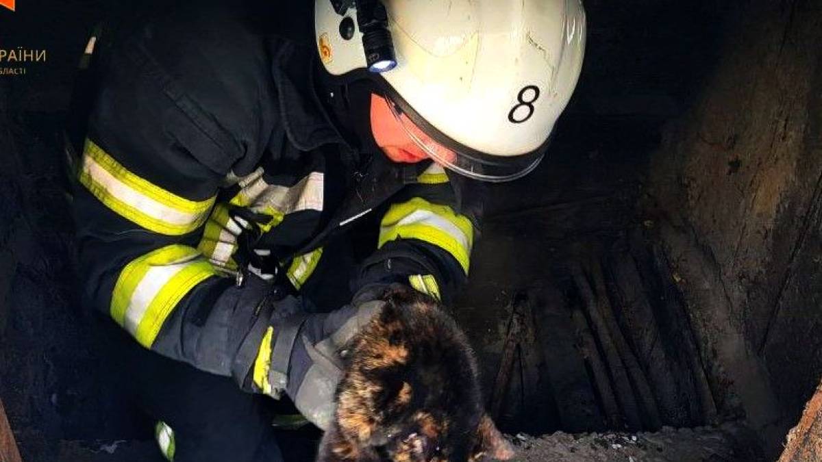Запорізькі співробітники ДСНС врятували кота