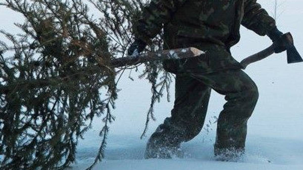 У регіоні проводять рейди щодо збереження лісових ялинок