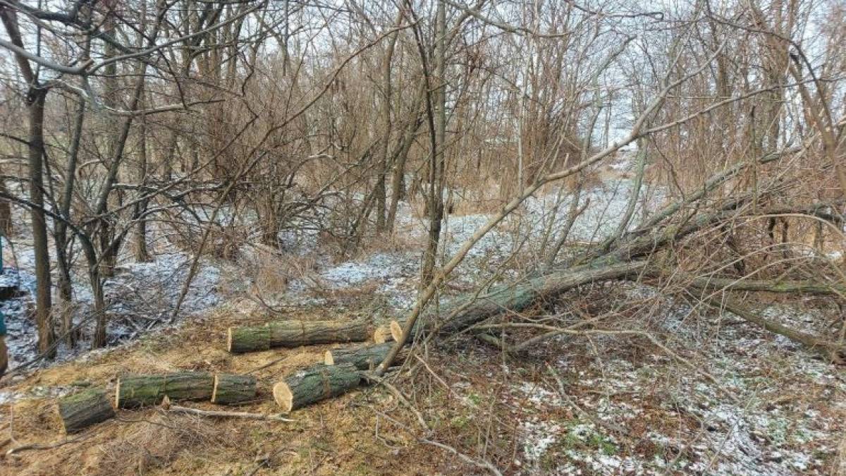 На Запоріжжі затримали горе-лісоруба за знищенням акації