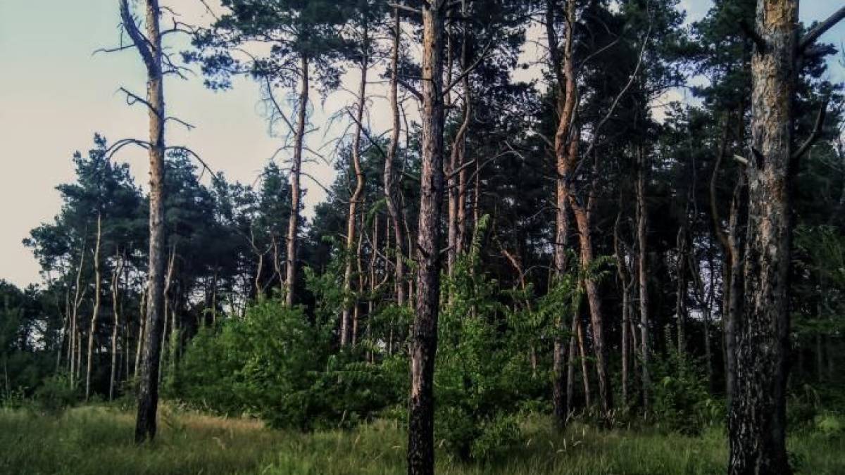 Як вплинула війна на лісовий фонд Запорізького регіону