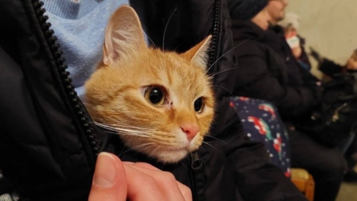 Як поводитися з домашніми улюбленцями під час тривог