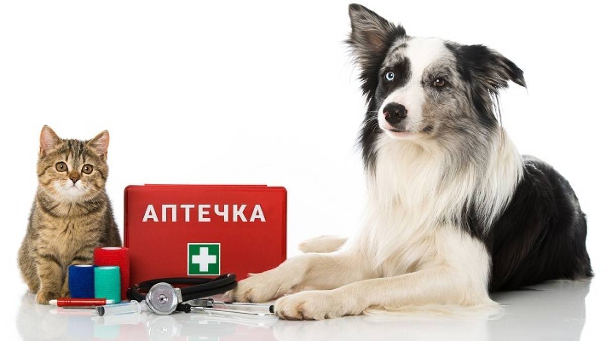Аптечка для улюбленців: що має бути у будь-які часи